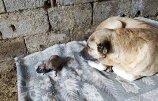 Köpekte İlginç Doğum