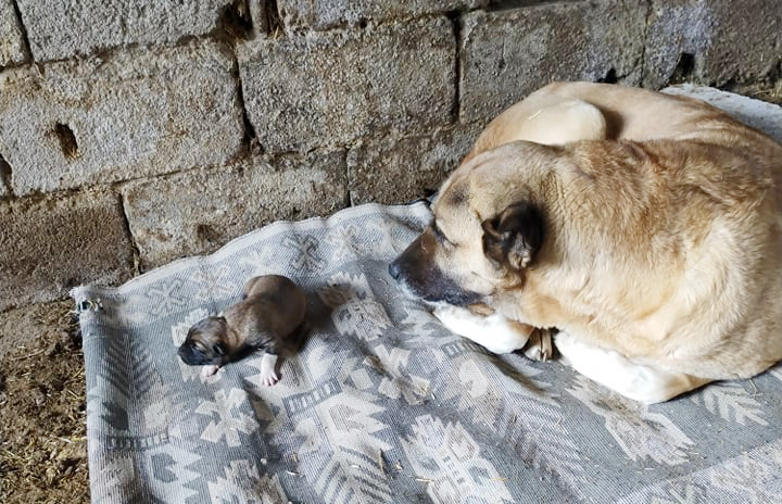 Köpekte İlginç Doğum