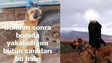 Köpeği Römorka Asan Hayvan Gözaltına Alındı