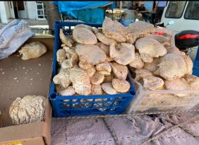 Çarşır mantarın Kilosu 1300 TL