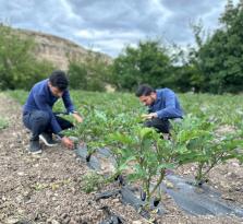 Sebzecilik gelişiyor