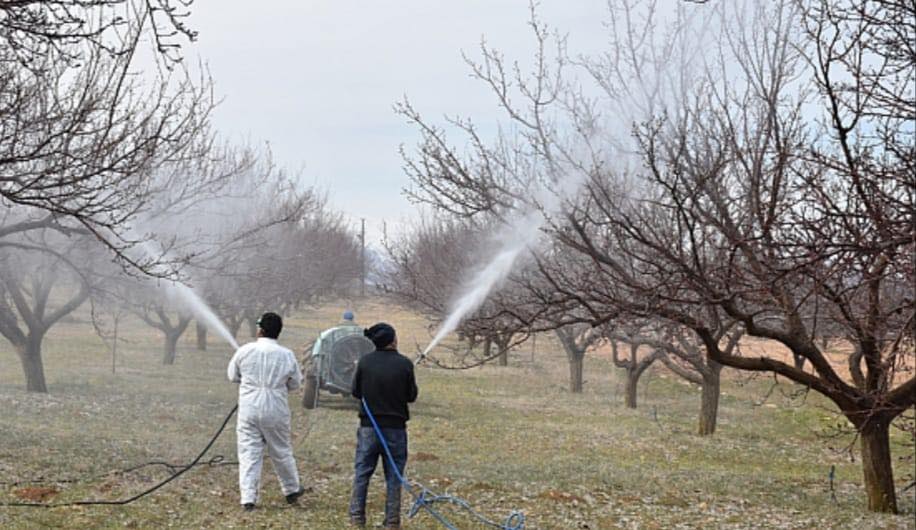 Kayısı’da ki Hastalığa Dikkat