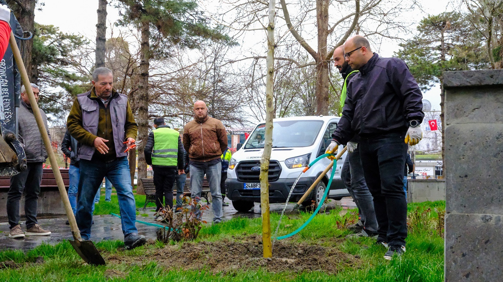 Masumiyet Çınarları