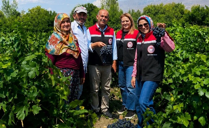 Siyah İnci (Cimin Üzümü) Hasadı Başladı
